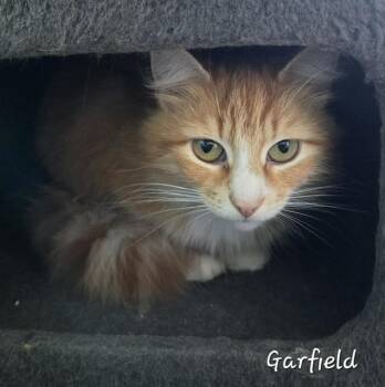 Garfield -  Domestic Long Hair Cat for Adoption in Fredericton, New Brunswick - Garfield | PetCurious