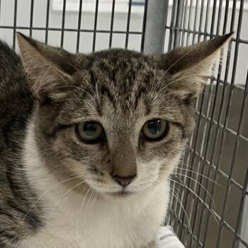 Amber -  Domestic Short Hair Cat for Adoption in Las Cruces, New Mexico - Amber | PetCurious
