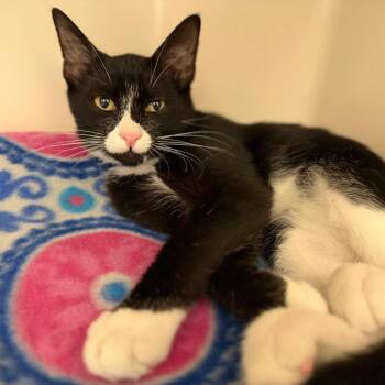 Sutter -  Domestic Short Hair Cat for Adoption in Sarasota, Florida - Sutter | PetCurious