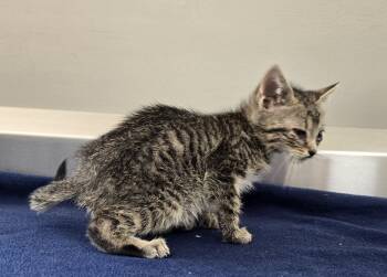 Rescue Domestic Short Hair Cats for Adoption in Dickson, Tennessee - Biscotti | PetCurious