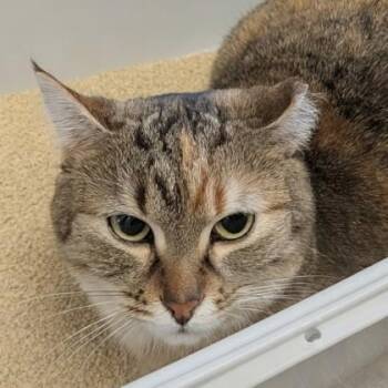 Domestic Short Hair Cats Available for Adoption in Dubuque, Iowa - Rose | PetCurious