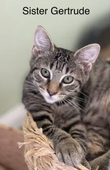Sister Gertrude -  Tabby Cat for Adoption in Richmond, Virginia - Sister Gertrude | PetCurious