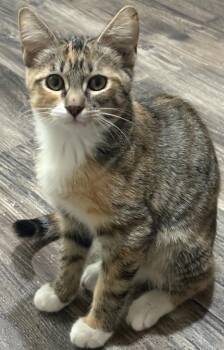 MouseR & MableR - bonded pair -  Calico and Tabby Cat for Adoption in North Highlands, California - MouseR & MableR - Bonded Pair | PetCurious