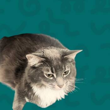 Shadow -  Domestic Medium Hair Cat for Adoption in Reno, Nevada - Shadow | PetCurious