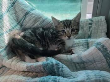 Tiger -  Domestic Short Hair Cat for Adoption in Edgewood, New Mexico - Tiger | PetCurious