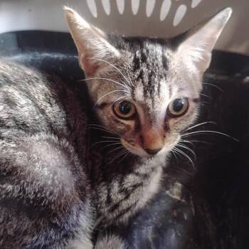 Renfield -  Domestic Short Hair Cat for Adoption in Austin, Texas - Renfield | PetCurious