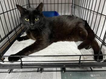 Chandler -  Domestic Short Hair Cat for Adoption in Williamsburg, Virginia - Chandler | PetCurious