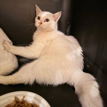 Domestic Short Hair Cats Available for Adoption - Meanie | PetCurious