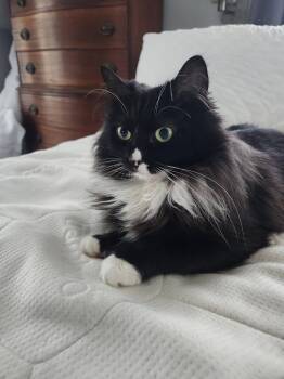 Domestic Medium Hair and Norwegian Forest Cat Cats Available for Adoption in Kingston, Massachusetts - Astrid | PetCurious