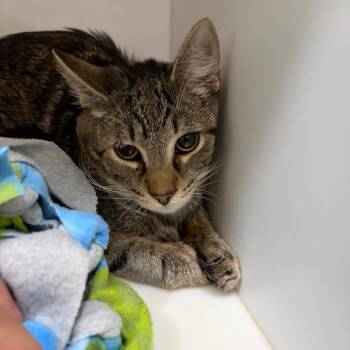 Domestic Short Hair Cats Available for Adoption in Chattanooga, Tennessee - Magenta | PetCurious