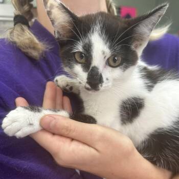 Muno -  Domestic Short Hair Cat for Adoption in Starkville, Mississippi - Muno | PetCurious
