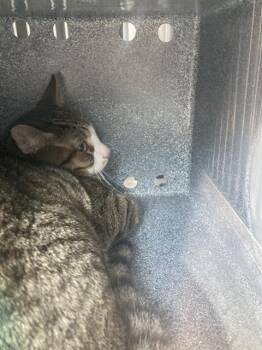 Domestic Short Hair Cats Available for Adoption in Dallas, Texas - ANTONY | PetCurious