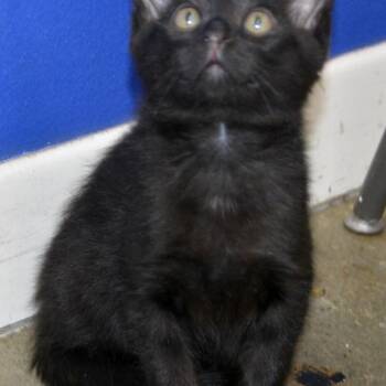 Noah -  Domestic Short Hair Cat for Adoption in Los Angeles, California - Noah | PetCurious