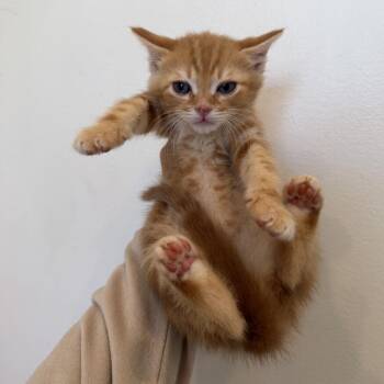 Domestic Short Hair Cats Available for Adoption in Chattanooga, Tennessee - Cheeto | PetCurious