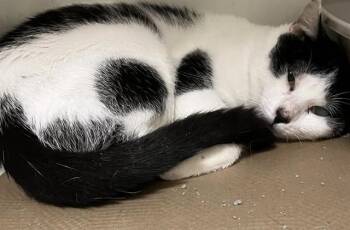 Rescue Domestic Short Hair Cats for Adoption in Boston, Massachusetts - COOKIE | PetCurious