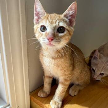 Praline -  Domestic Short Hair Cat for Adoption in Morristown, Vermont - Praline | PetCurious