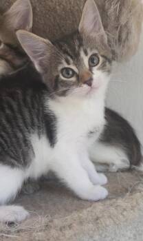 Ivy Shewman (sweet and beautiful girl) -  Domestic Short Hair Cat for Adoption in Stowe, Pennsylvania - Ivy Shewman (sweet And Beautiful Girl) | PetCurious