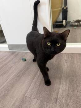 Lloyd -  Domestic Short Hair Cat for Adoption in Glenfield, New York - Lloyd | PetCurious