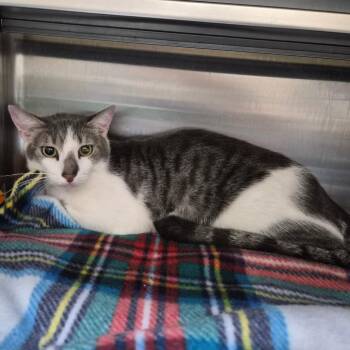 Mulder 29859 -  Domestic Short Hair Cat for Adoption in Middleburg, Florida - Mulder 29859 | PetCurious
