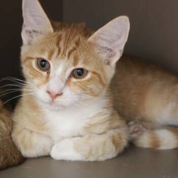 Mordecai -  Domestic Short Hair Cat for Adoption in Cleveland, Mississippi - Mordecai | PetCurious
