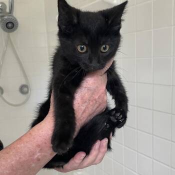 Serene -  Domestic Short Hair Cat for Adoption in Normal, Illinois - Serene | PetCurious