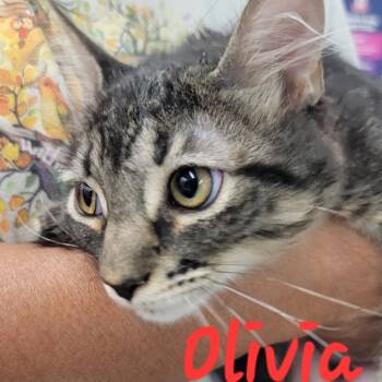 Rescue Domestic Long Hair Cats for Adoption in San Antonio, Texas - Olivia | PetCurious