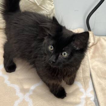 Badi -  Domestic Medium Hair Cat for Adoption in Abbotsford, British Columbia - Badi | PetCurious
