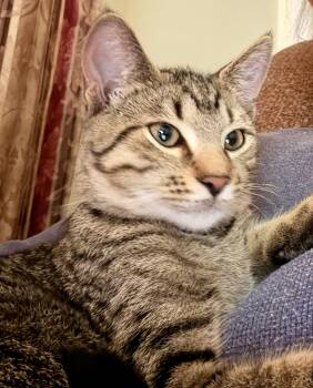 Siete -  Domestic Short Hair Cat for Adoption in Walled Lake, Michigan - Siete | PetCurious