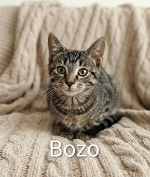 Bozo -  Tabby Cat for Adoption in Wyandotte, Michigan - Bozo | PetCurious