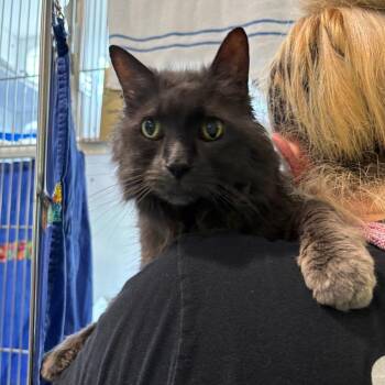 Julio -  Domestic Long Hair Cat for Adoption in South Burlington, Vermont - Julio | PetCurious