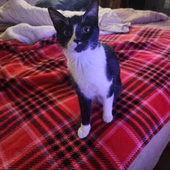 Domestic Short Hair Cats Available for Adoption - Aprilla, Willow Grove Area, (FCID 01/13/2026-131) | PetCurious