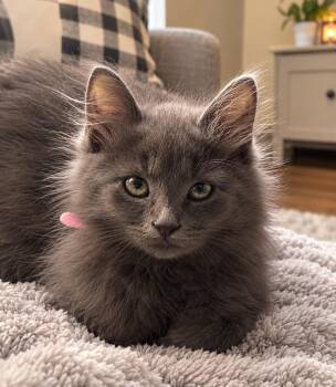 Laila -  Russian Blue and Domestic Long Hair Cat for Adoption in Mobile, Alabama - Laila | PetCurious