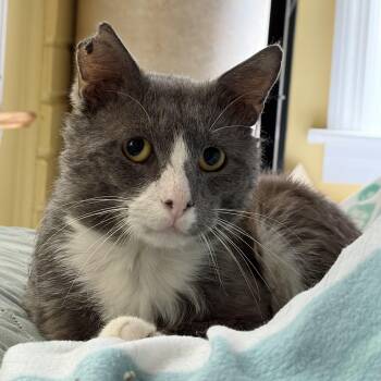 Cookie -  Domestic Short Hair Cat for Adoption in Columbia, South Carolina - Cookie | PetCurious