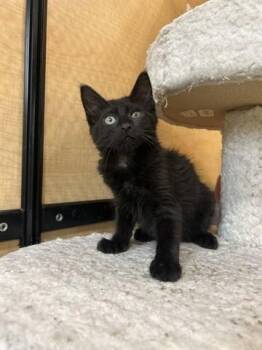 STAPLER -  Domestic Short Hair Cat for Adoption in Rowlett, Texas - STAPLER | PetCurious
