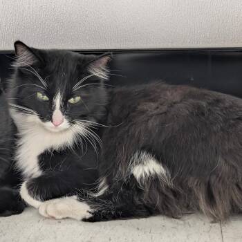 Domestic Medium Hair Cats Available for Adoption - Milky Way | PetCurious