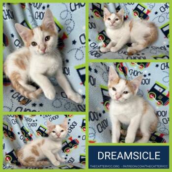 Domestic Short Hair Cats Available for Adoption in Corpus Christi, Texas - Dreamsicle | PetCurious