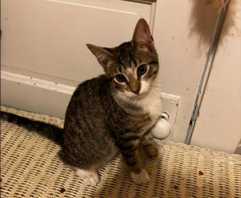 Rescue Domestic Short Hair Cats for Adoption in Beattie, Kansas - Milo | PetCurious