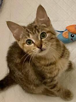 Rescue Tabby and Calico Cats for Adoption in Allentown, New Jersey - Sugar | PetCurious