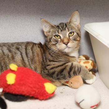 Toasty -  Domestic Short Hair Cat for Adoption in Evansville, Indiana - Toasty | PetCurious