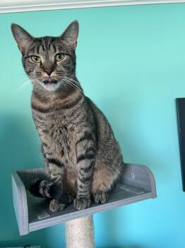 Rescue Domestic Short Hair Cats for Adoption in Glen Raven, North Carolina - TARJEI | PetCurious