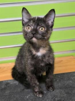 REBEL -  Domestic Short Hair Cat for Adoption in St. Peters, Missouri - REBEL | PetCurious