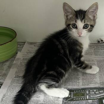 Louisiana -  Domestic Short Hair Cat for Adoption in Newport, North Carolina - Louisiana | PetCurious