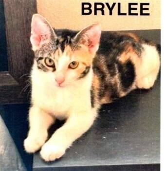 Brylee -  Domestic Short Hair Cat for Adoption in Dayton, Minnesota - Brylee | PetCurious