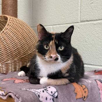Domestic Short Hair Cats Available for Adoption in Reading, Vermont - Harlow | PetCurious