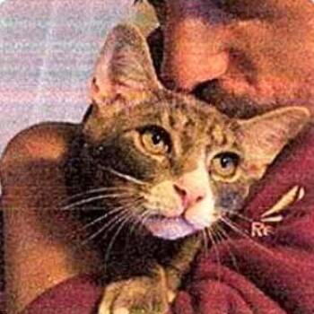 FRA Dilbert -  Domestic Short Hair Cat for Adoption in Abingdon, Maryland - FRA Dilbert | PetCurious
