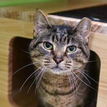 Zara -  Domestic Short Hair Cat for Adoption in Fairfax Station, Virginia - Zara | PetCurious