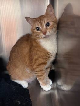 Rescue Domestic Short Hair Cats for Adoption in Disputanta, Virginia - Lollipop | PetCurious