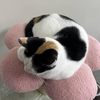 Domestic Short Hair Cats Available for Adoption - Melanie | PetCurious