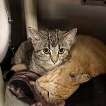 Saturn -  Domestic Short Hair Cat for Adoption in Mentor, Ohio - Saturn | PetCurious