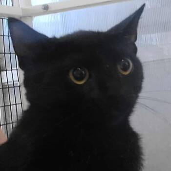 Rescue American Shorthair Cats for Adoption in Hemet, California - Sidney | PetCurious